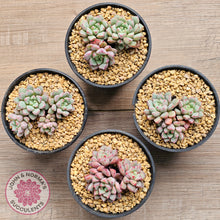 Load image into Gallery viewer, Echeveria subcorymbosa 030 giant form (multi)