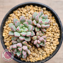 Load image into Gallery viewer, Echeveria subcorymbosa 030 giant form (multi)