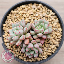 Load image into Gallery viewer, Echeveria subcorymbosa 030 giant form (multi)