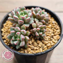 Load image into Gallery viewer, Echeveria subcorymbosa 030 giant form (multi)