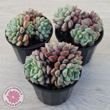 Load image into Gallery viewer, Echeveria subcorymbosa 030 giant form (multi)