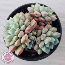 Load image into Gallery viewer, Echeveria subcorymbosa 030 giant form (multi)