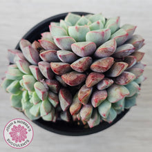 Load image into Gallery viewer, Echeveria subcorymbosa 030 giant form (multi)