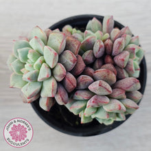 Load image into Gallery viewer, Echeveria subcorymbosa 030 giant form (multi)