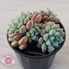 Load image into Gallery viewer, Echeveria subcorymbosa 030 giant form (multi)