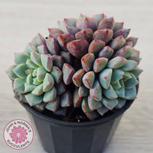 Load image into Gallery viewer, Echeveria subcorymbosa 030 giant form (multi)
