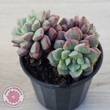 Load image into Gallery viewer, Echeveria subcorymbosa 030 giant form (multi)