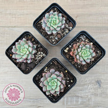 Load image into Gallery viewer, Echeveria subcorymbosa 030 giant form - John & Norma's Succulents Australia