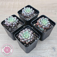 Load image into Gallery viewer, Echeveria subcorymbosa 030 giant form - John & Norma's Succulents Australia