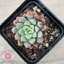 Load image into Gallery viewer, Echeveria subcorymbosa 030 giant form - John & Norma's Succulents Australia