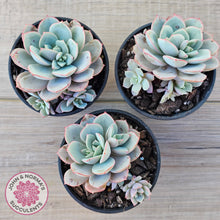 Load image into Gallery viewer, Echeveria Subcorymbosa Lau 026 (w pups)