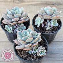 Load image into Gallery viewer, Echeveria Subcorymbosa Lau 026 (w pups)