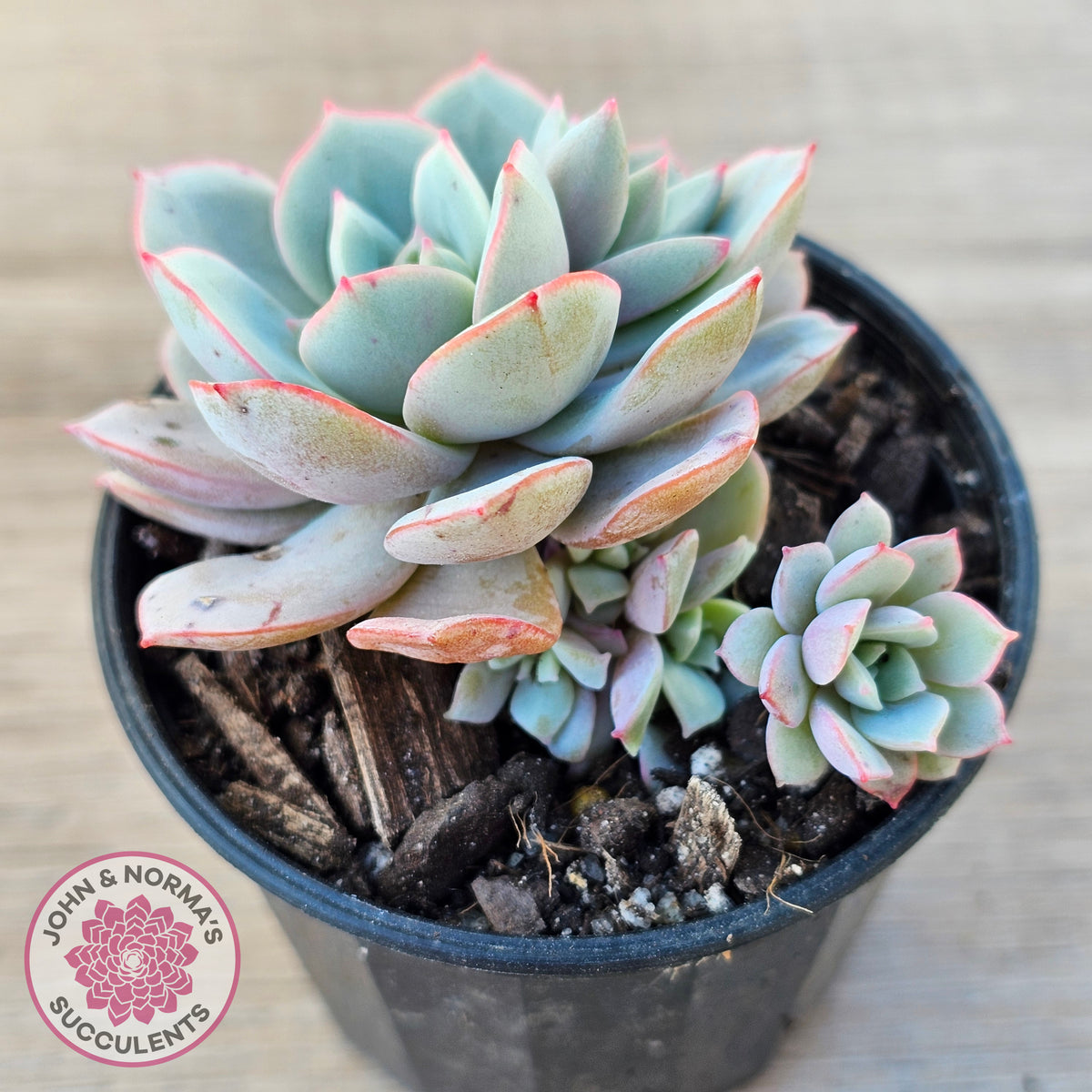 Echeveria Subcorymbosa Lau 026
