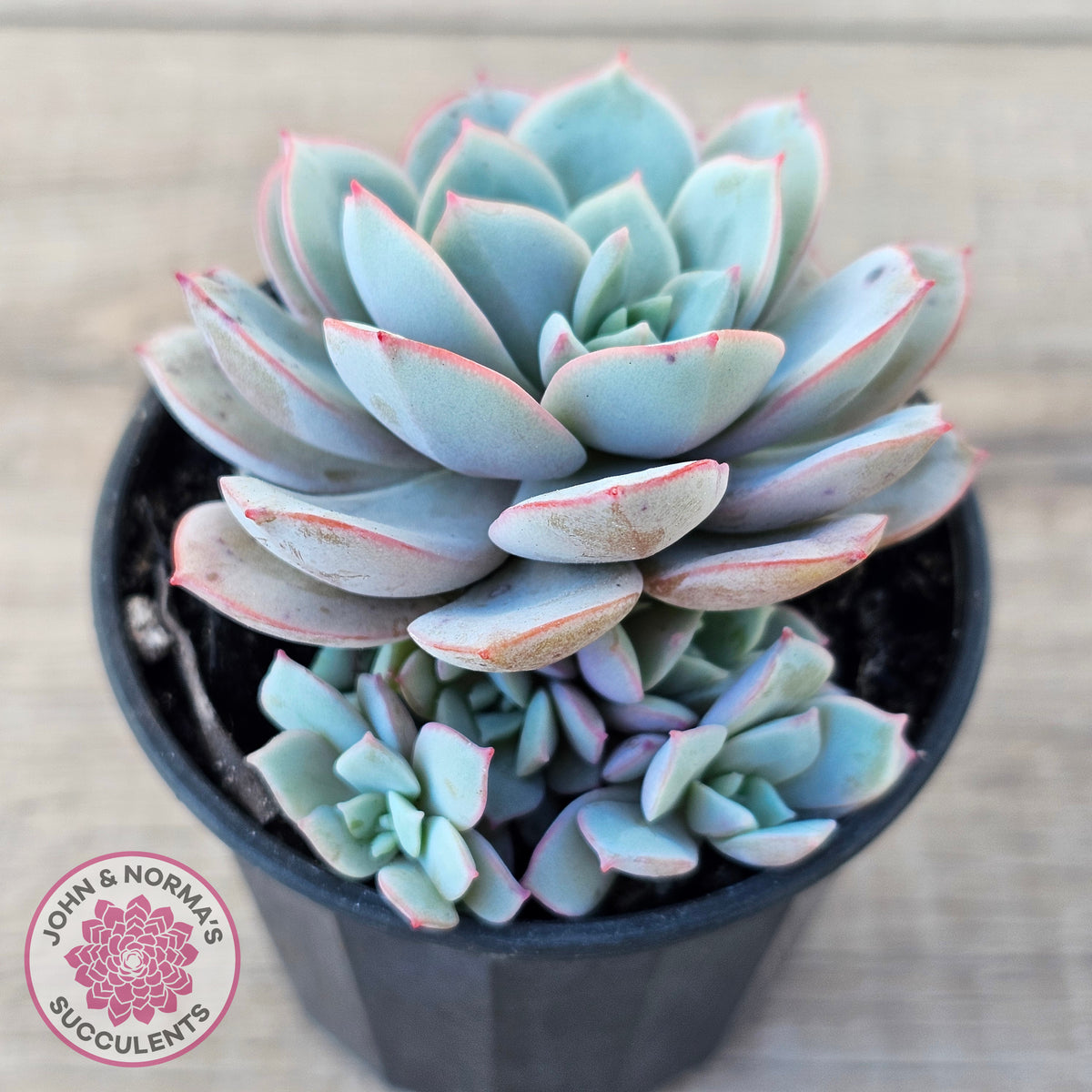 Echeveria Subcorymbosa Lau 026