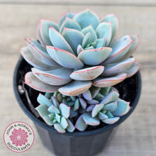 Load image into Gallery viewer, Echeveria Subcorymbosa Lau 026 (w pups)