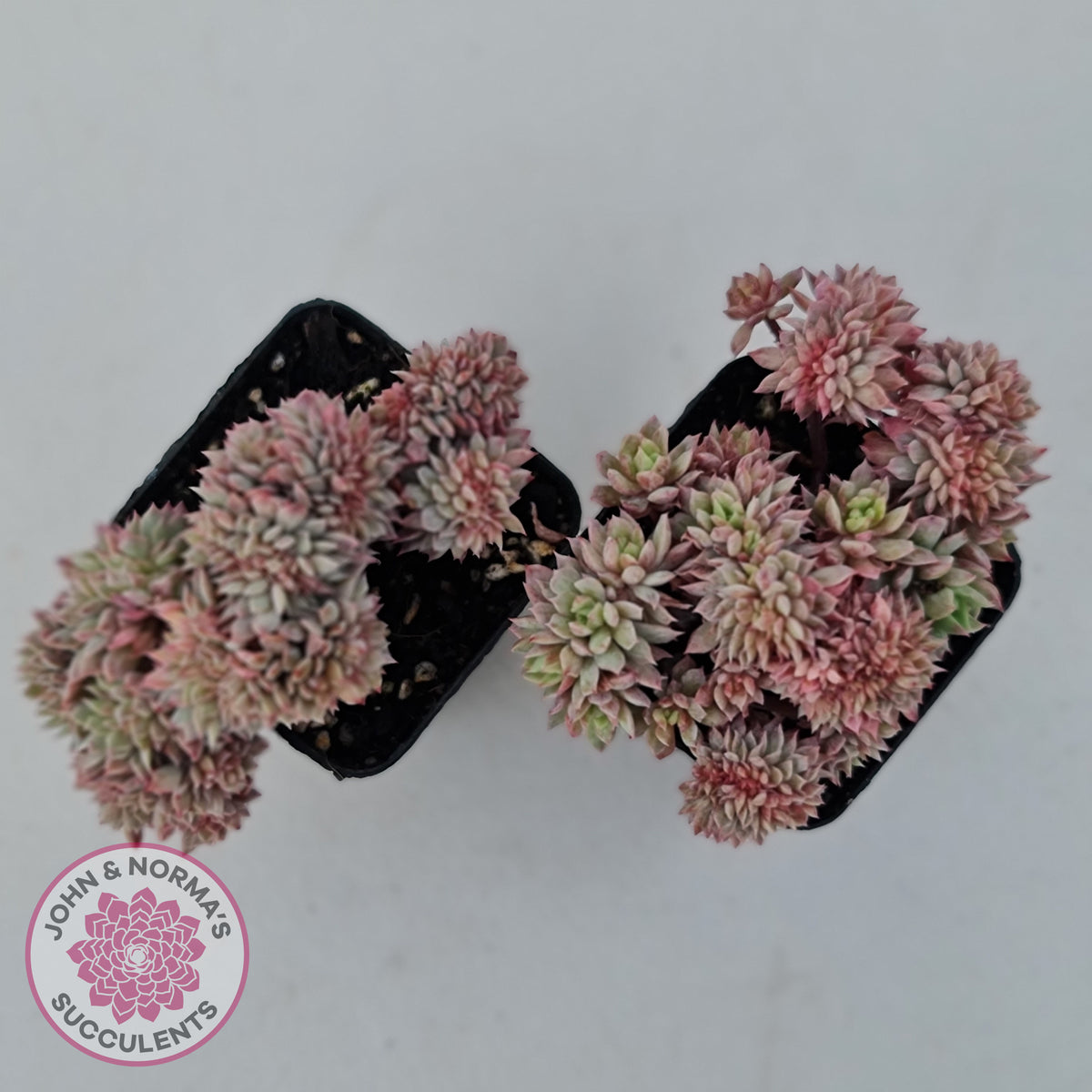 Echeveria Bradburyana Crest