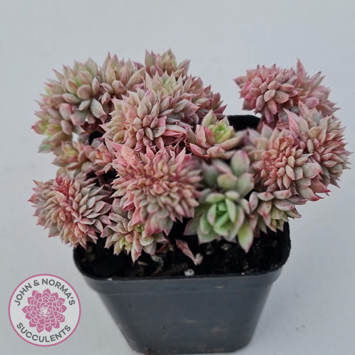 Echeveria Bradburyana Crest