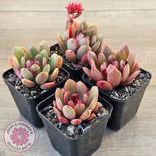 Load image into Gallery viewer, Echeveria Chocolate Cube