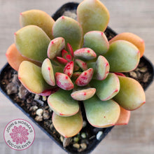 Load image into Gallery viewer, Echeveria Chocolate Cube