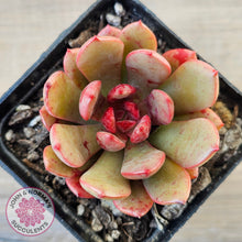Load image into Gallery viewer, Echeveria Chocolate Cube