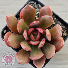 Load image into Gallery viewer, Echeveria Chocolate Cube