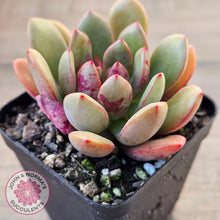 Load image into Gallery viewer, Echeveria Chocolate Cube