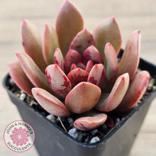 Load image into Gallery viewer, Echeveria Chocolate Cube