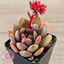 Load image into Gallery viewer, Echeveria Chocolate Cube