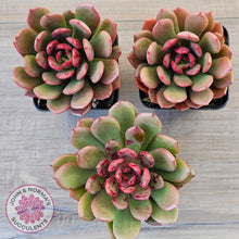 Load image into Gallery viewer, Echeveria Chocolate Cube