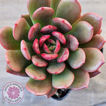 Load image into Gallery viewer, Echeveria Chocolate Cube