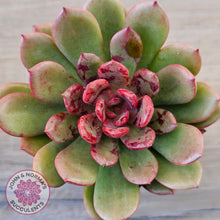 Load image into Gallery viewer, Echeveria Chocolate Cube