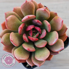 Load image into Gallery viewer, Echeveria Chocolate Cube