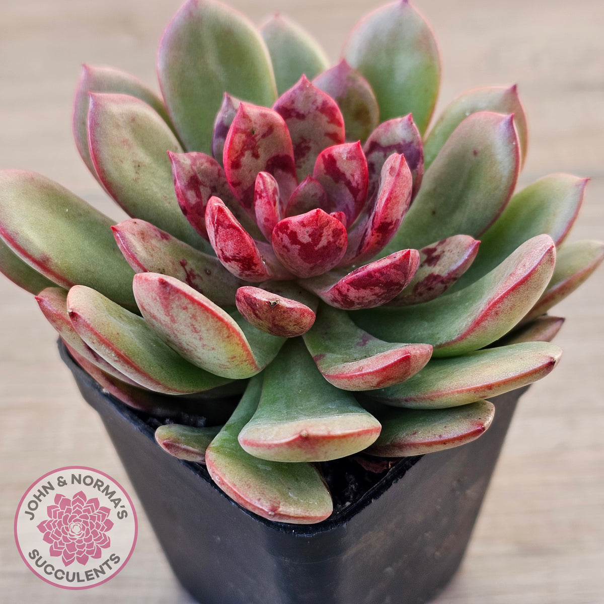 Echeveria Chocolate Cube