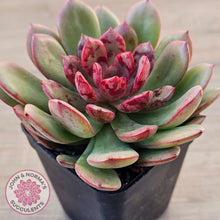 Load image into Gallery viewer, Echeveria Chocolate Cube