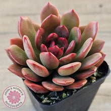 Load image into Gallery viewer, Echeveria Chocolate Cube