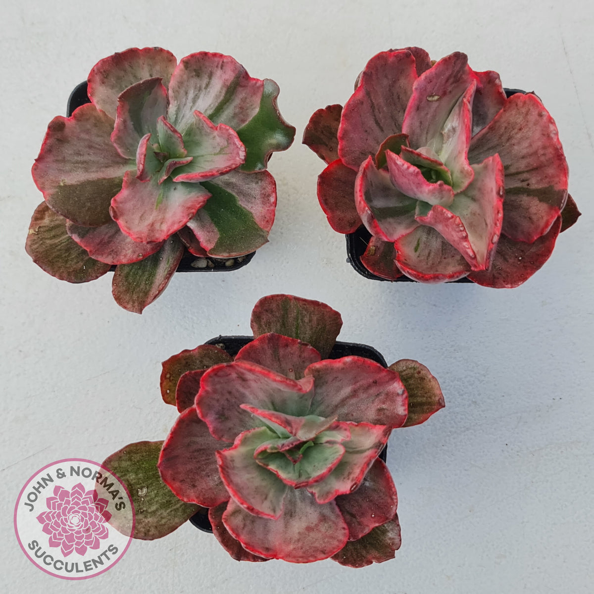 Echeveria Marijah Red & White Variegata