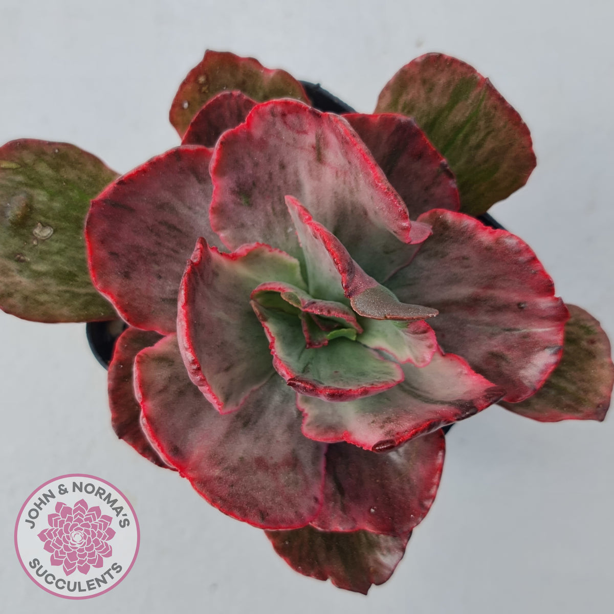 Echeveria Marijah Red & White Variegata