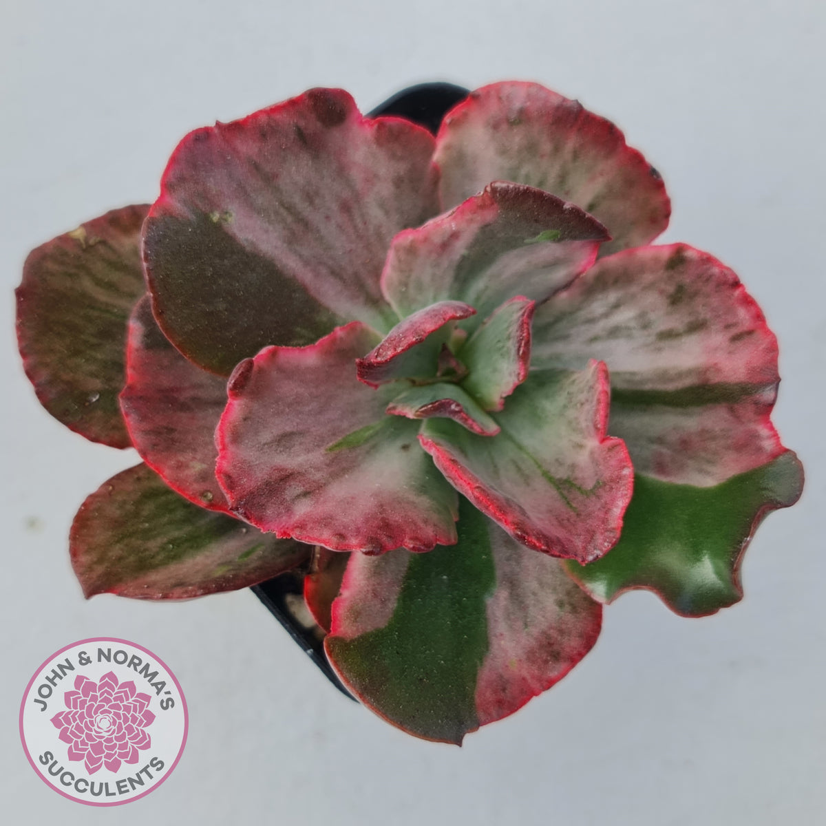 Echeveria Marijah Red & White Variegata