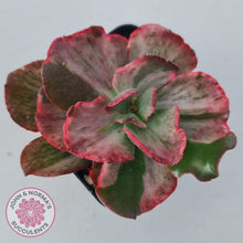 Load image into Gallery viewer, Echeveria Marijah Red & White Variegata