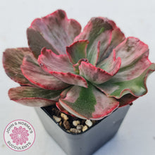 Load image into Gallery viewer, Echeveria Marijah Red & White Variegata