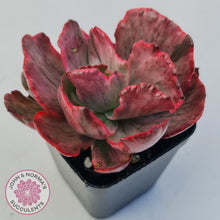 Load image into Gallery viewer, Echeveria Marijah Red & White Variegata