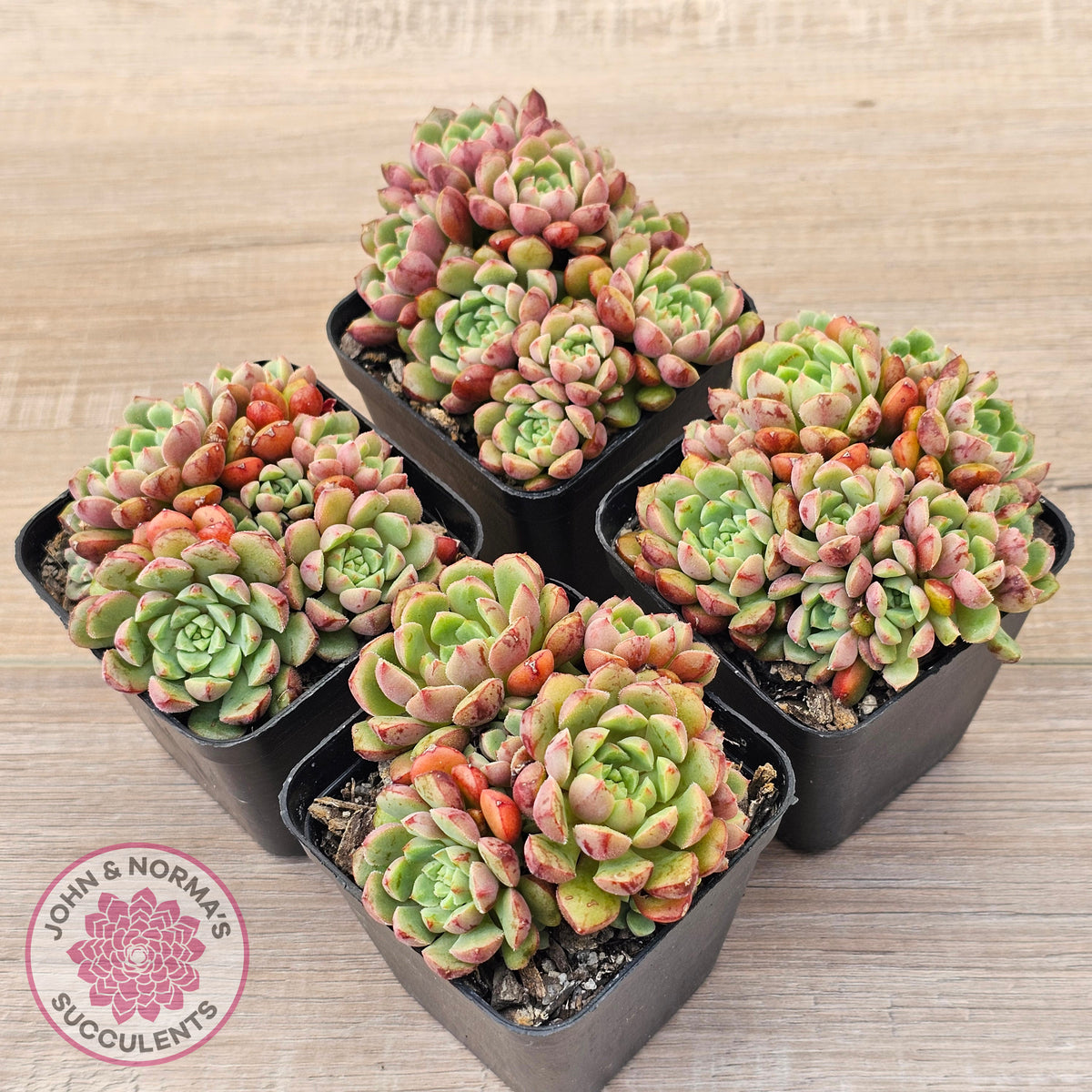 Echeveria Nocturne - Clumps
