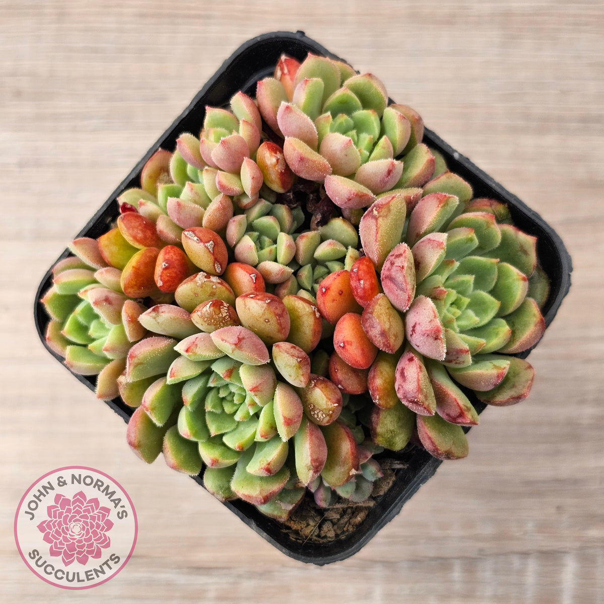 Echeveria Nocturne - Clumps
