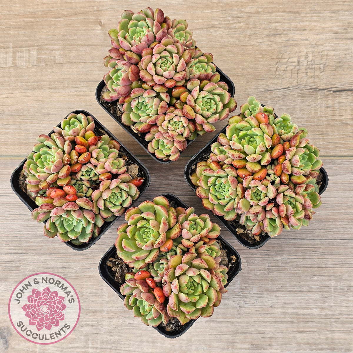 Echeveria Nocturne - Clumps