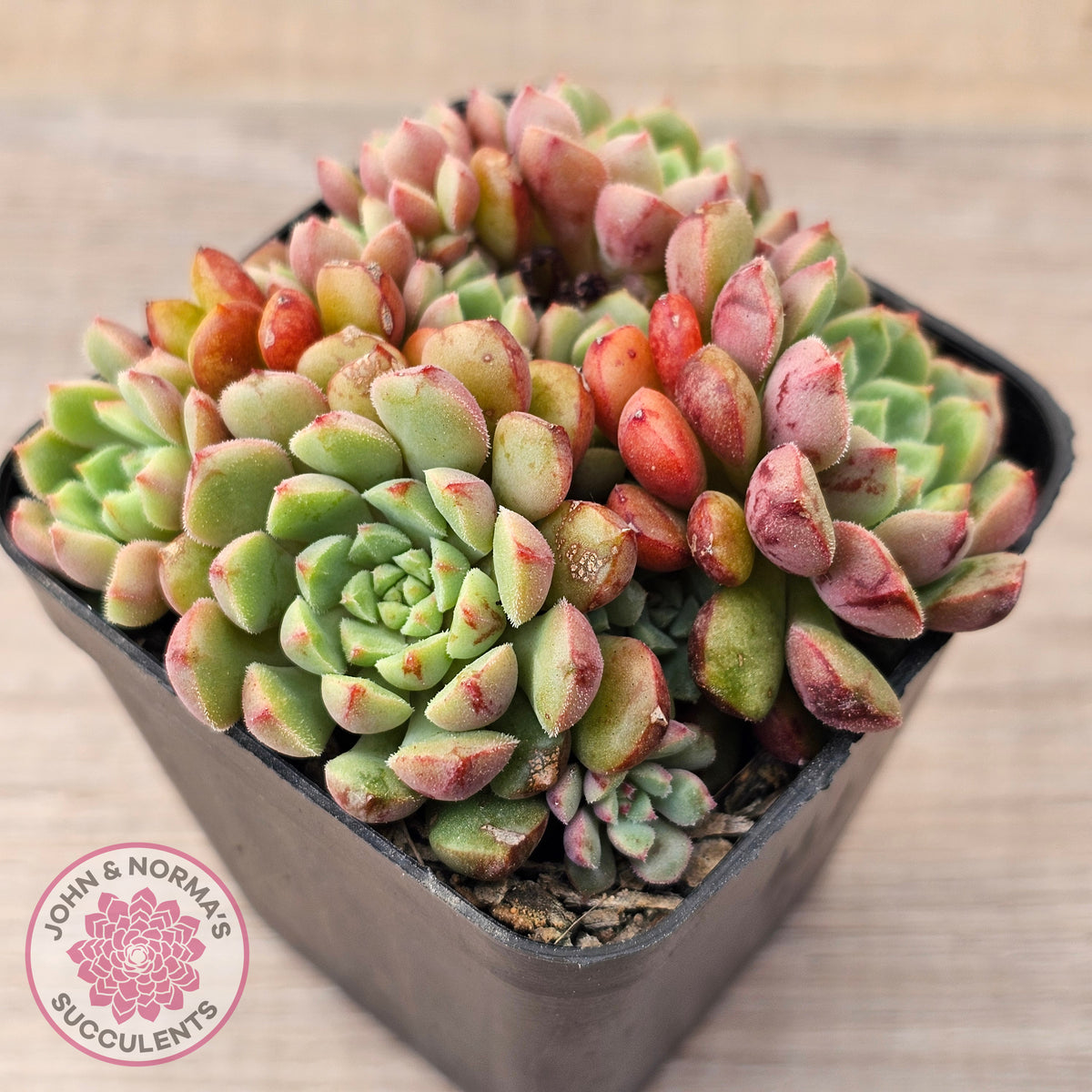 Echeveria Nocturne - Clumps