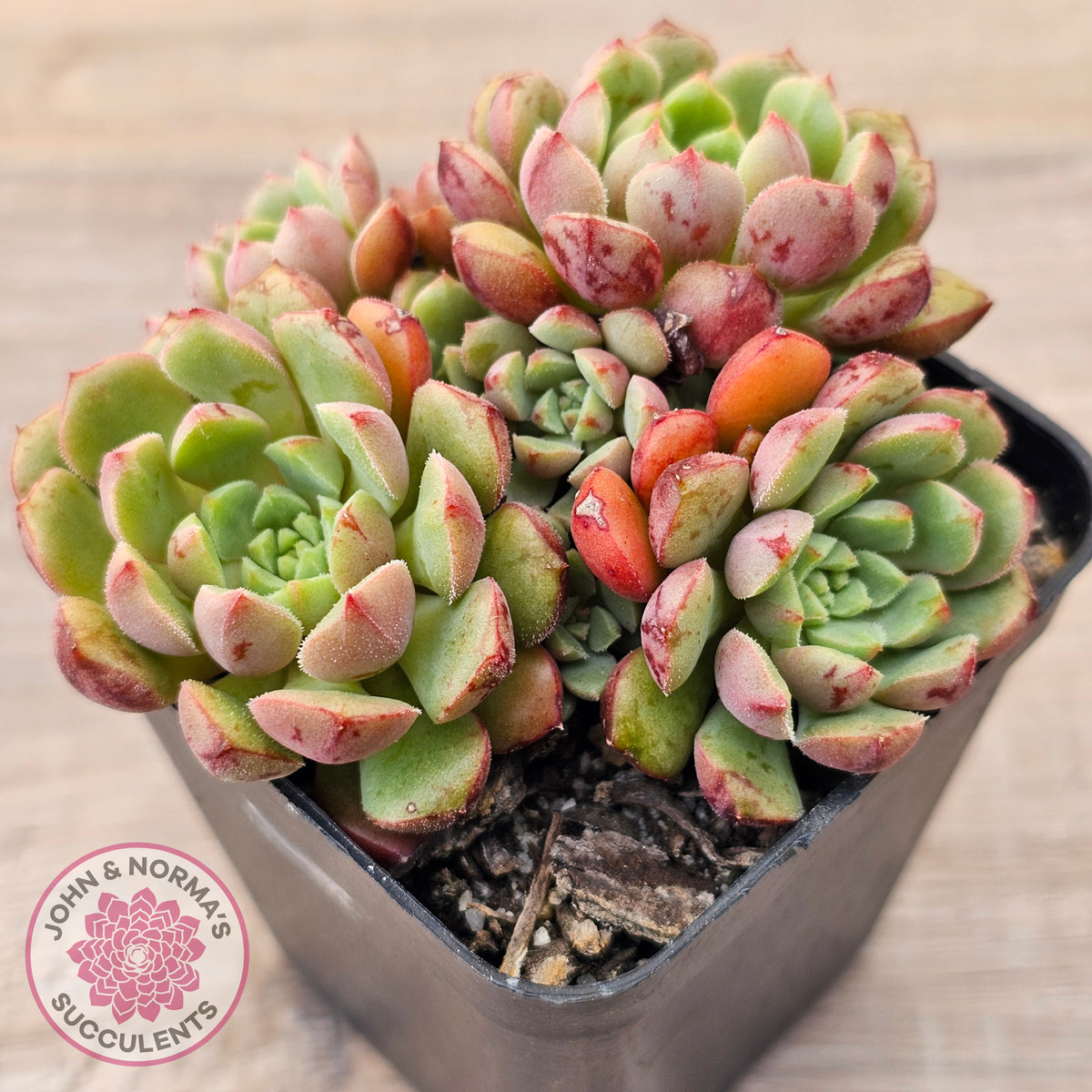 Echeveria Nocturne - Clumps