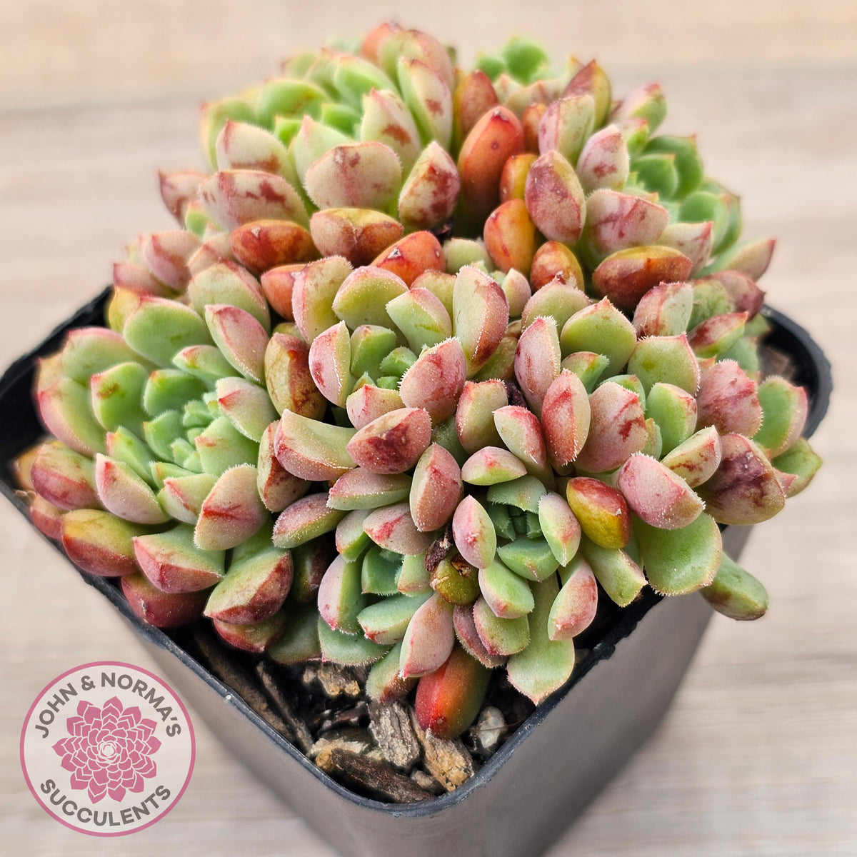 Echeveria Nocturne - Clumps