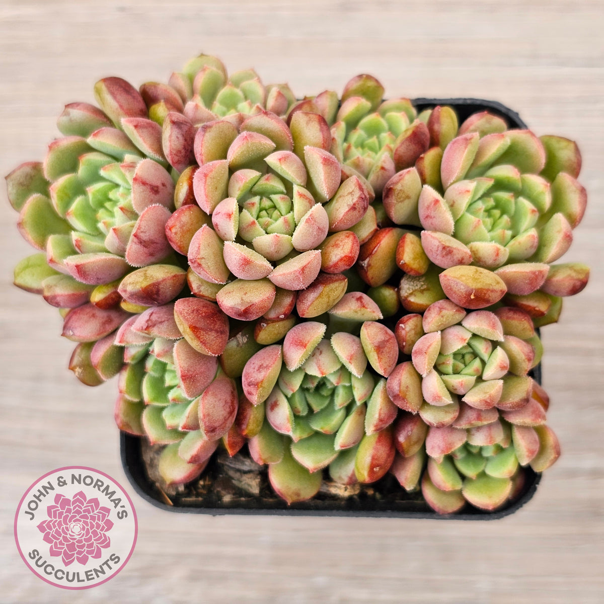 Echeveria Nocturne - Clumps