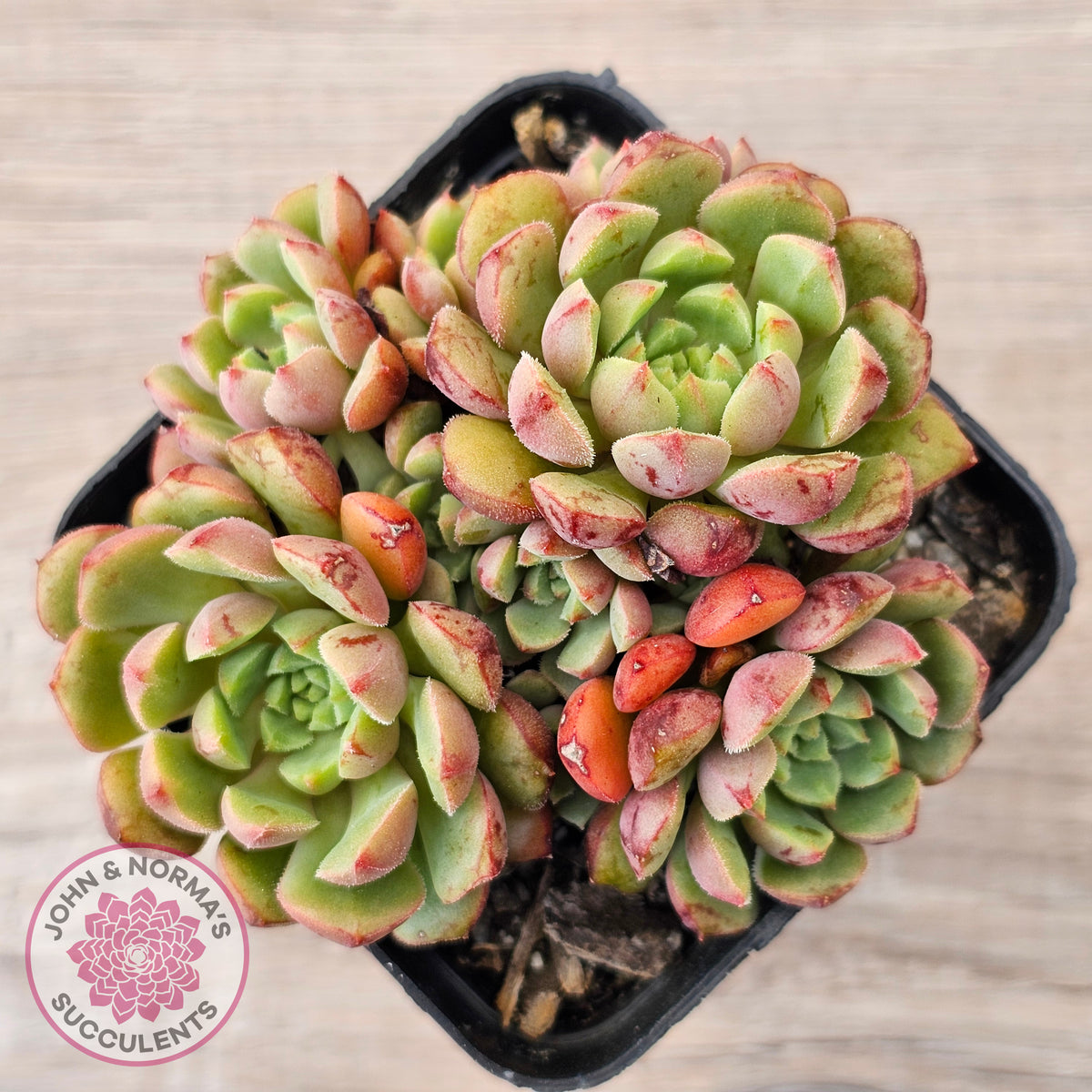 Echeveria Nocturne - Clumps