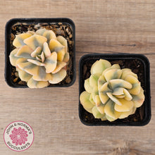 Load image into Gallery viewer, Echeveria 'Cubic Frost' Variegated